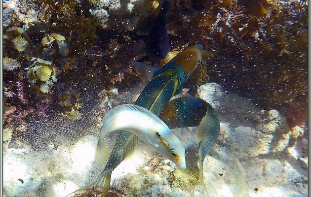 Chamaillage de poissons - Anse Marie-Louise - Mahé - Seychelles