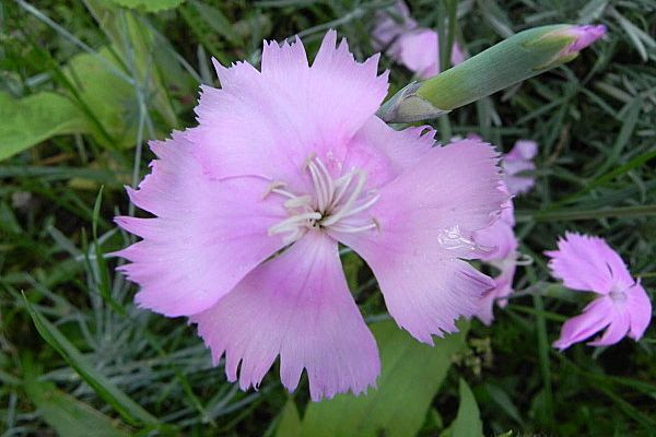 MES FLEURS du Jardin et D'ailleurs