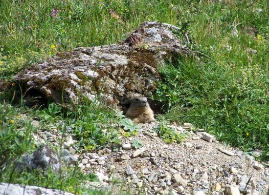 Mes plus belles photos de marmottes