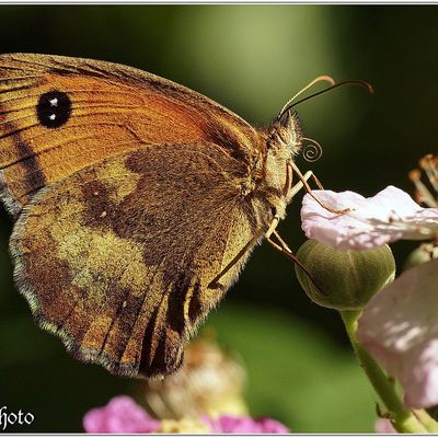 Des Papillons à travers le temps (1)