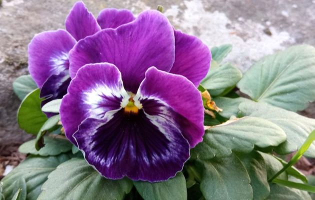 les fleurs du moment