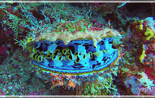 Spondyle variable, Huître à charnières, Spondyle épineux, Thorny oyster (Spondylus varius) - Nosy Mitsio - Madagascar