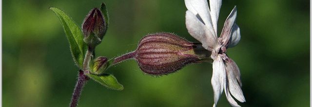 Compagnon Blanc (3) - Silene latifolia