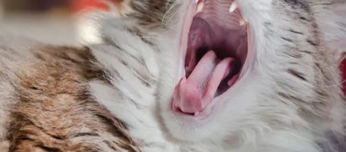 5 choses à savoir sur les dents du chat