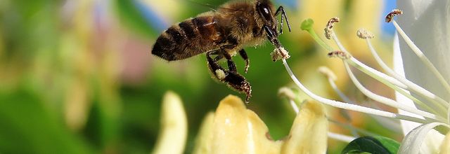 des fleurs au jardin et ++
