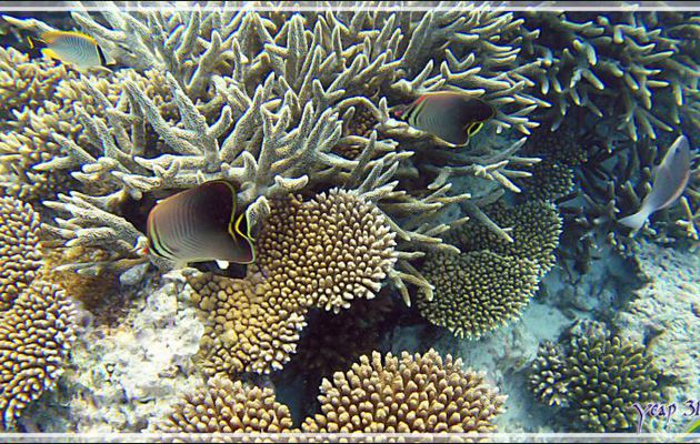Poisson-papillon triangulaire indien, Triangle butterflyfish (Chaetodon triangulum) - Snorkeling à Thudufushi  - Atoll d'Ari - Maldives