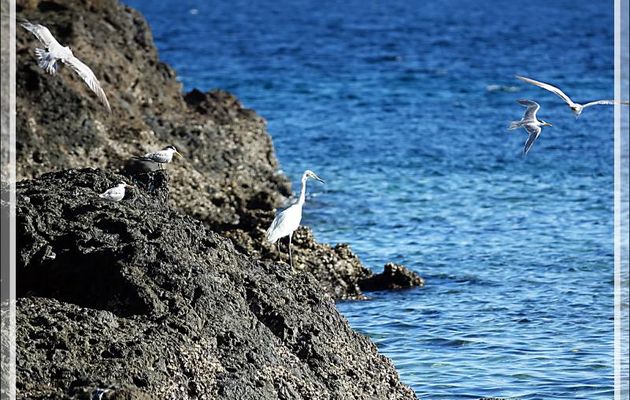 Aigrette et sternes ... - Presqu'île de Nosy Tsarabanjina - Archipel des Mitsio - Madagascar
