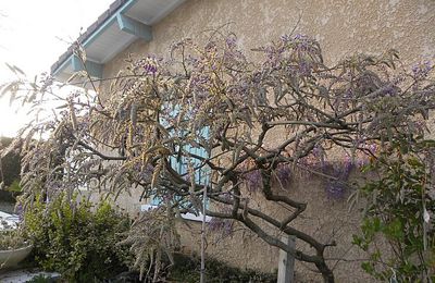 La merveilleuse floraison d'une glycine....