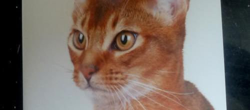 Miaoubox de Juin 2015