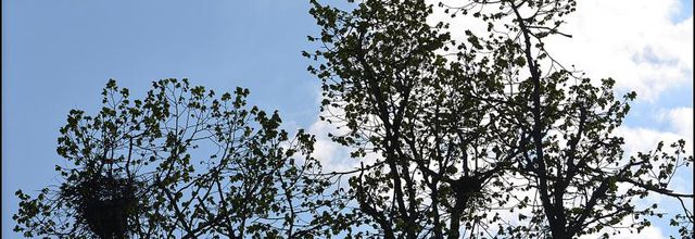 Rambouillet : Auprès de mon arbre