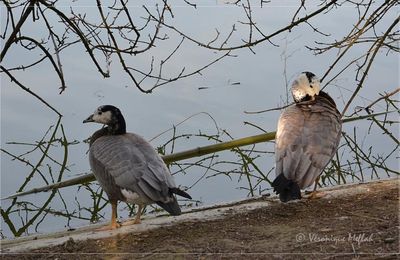 Parc Montsouris : la Bernache nonnette et L’oie à tête barrée