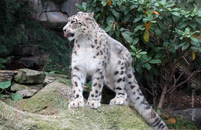 Ménagerie du Jardin des Plantes : KARU