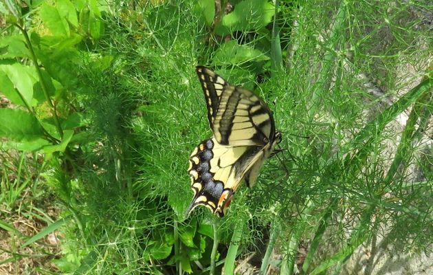 Papillon Machaon