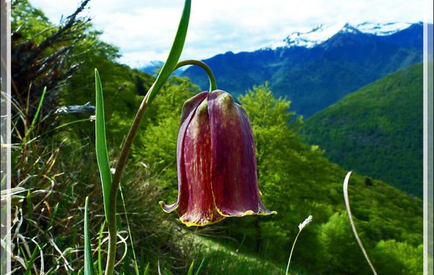 Fritillaire noire ou des Pyrénées (Fritillaria pyrenaica) - Boutx - 31