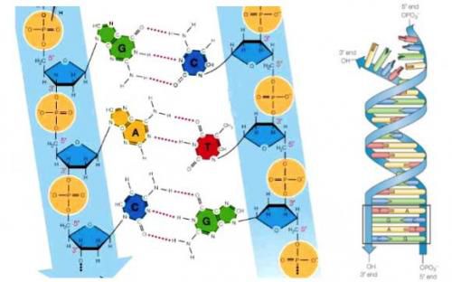 L'ADN dans nos cellules
