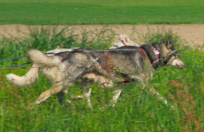 Entrainement exposition pour husky de travail