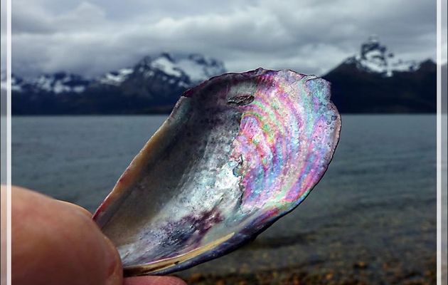 La plage était couverte de coquillages, en particulier des moules avec de superbes reflets - Glacier Aguila - Terre de Feu - Patagonie - Chili