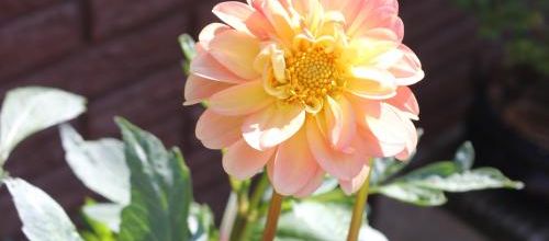 juillet au jardin d'ornement