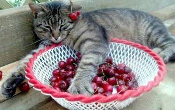 Le temps des cerises