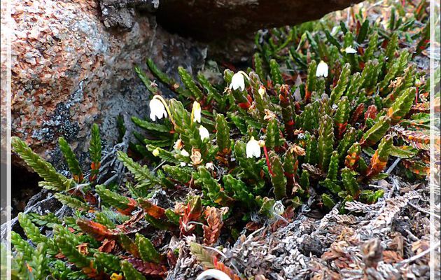 Cassiopée Tétragone, Arctic Bell Heather (Cassiope tetragona) - Fort Ross - Somerset Island - Nunavut - Canada