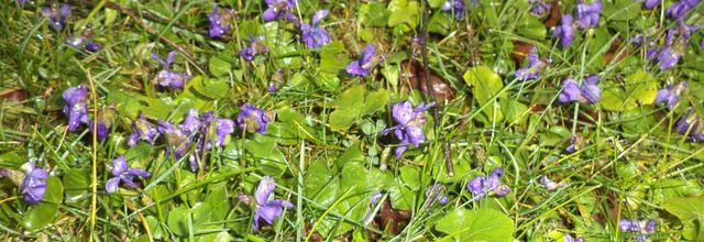 Les violettes chez Maggy