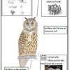 Le hibou 