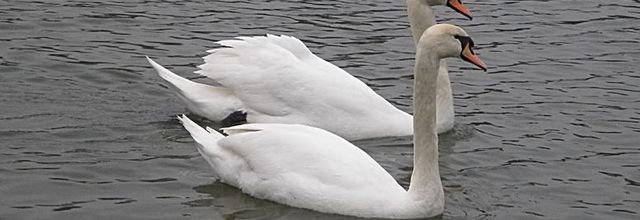 Lac Daumesnil, Vincennes : Les cygnes tuberculés