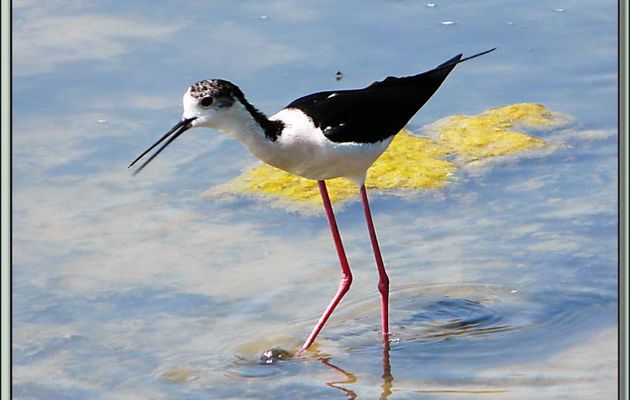 Echasse blanche mâle (Himantopus himantopus) - Ars-en-Ré - Ile de Ré - 17
