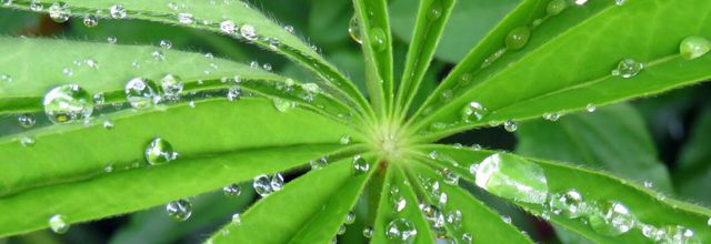 des perles sur ...