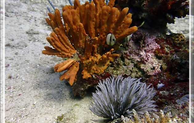  Éponge ou Corail mou orange ? et Comatule ? - Bank des Frères - Tsarabanjina - Mitsio - Madagascar