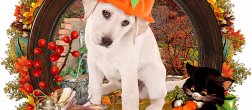 Halloween 1 loulou 