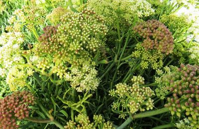 Plantes des sables