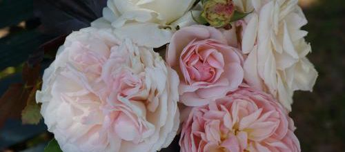 Bouquet rose douceur