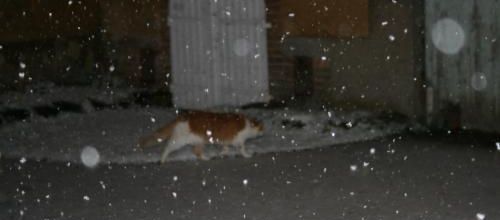 Jeudi tout blanc .