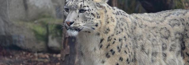 Ménagerie du Jardin des Plantes : Esha Panthère des Neiges