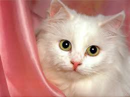 Petit minou ^^