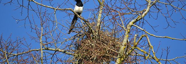 Rambouillet : Le nid de la Pie bavarde