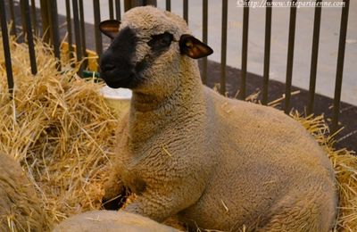 Salon de l'Agriculture 2012 : Le mouton HAMPSHIRE