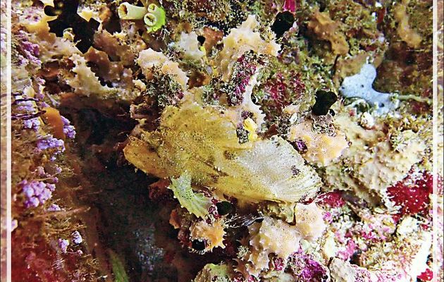 Poisson-scorpion feuille jaune, Leaf scorpionfish, Leaf fish, Paper fish (Taenianotus triacanthus) - Betalinjona (2ème Frère) - Nosy Tsarabanjina - Archipel Mitsio - Madagascar