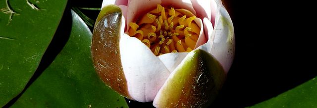 Découvrir la Moselle / L'été des Jardins Fruitiers de Laquenexy...
