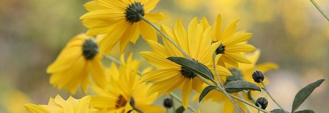 Touches d'automne au jardin