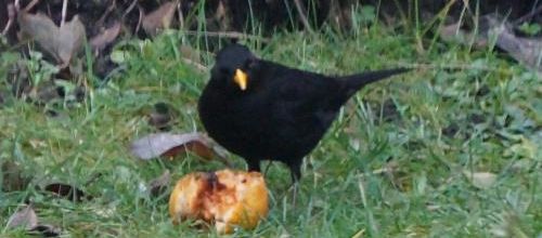 une gourmandise pour Jonas