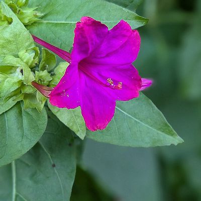 des fleurs et bébêtes en 2024