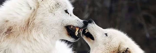 La loyauté des  loups