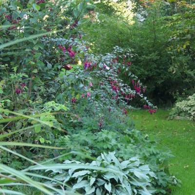 Fuchsia Ville de Rocquencourt