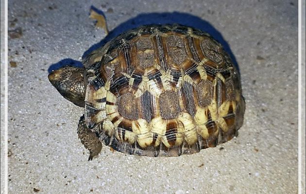 Sur le sentier menant au centre de plongée, j'ai trouvé un bébé Tortue étoilée de Madagascar ou Tortue rayonnée (Astrochelys radiata) - Nosy Tsarabanjina - Mitsio - Madagascar