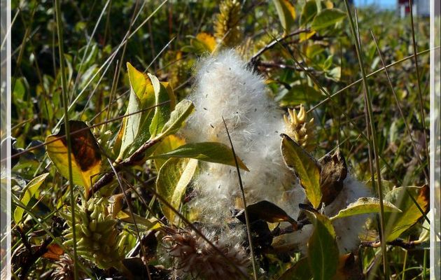 Divers stades d'avancement de chatons de saules nains - Sisimiut - Groenland