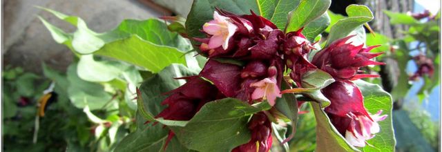 LES  FLEURS  DU  JARDIN  2023
