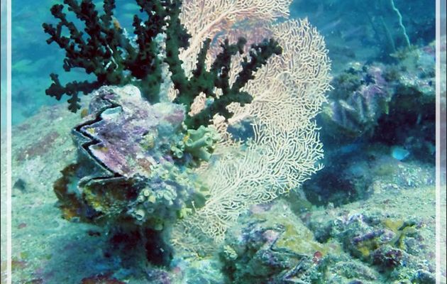 Gorgone éventail, Corail-soleil noir ou Tubastrée verte, Huître zig-zag - Spot Betalinjona - Nosy Tsarabanjina - Archipel Mitsio - Madagascar