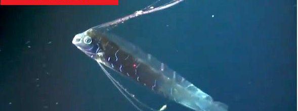 L'enregistrement du plus grand Regalecidae (poisson ruban) jamais filmé